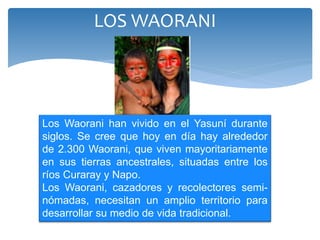 LOS WAORANI
Los Waorani han vivido en el Yasuní durante
siglos. Se cree que hoy en día hay alrededor
de 2.300 Waorani, que viven mayoritariamente
en sus tierras ancestrales, situadas entre los
ríos Curaray y Napo.
Los Waorani, cazadores y recolectores semi-
nómadas, necesitan un amplio territorio para
desarrollar su medio de vida tradicional.
 
