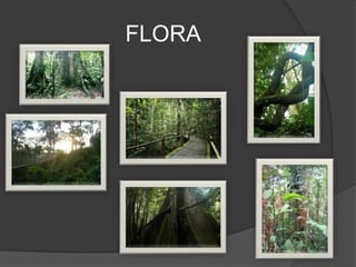 FLORA