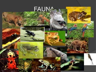 FAUNA