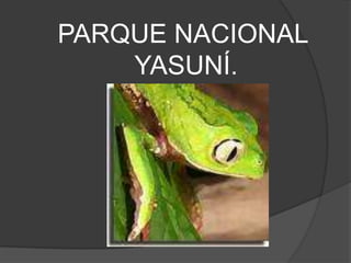 PARQUE NACIONAL  YASUNÍ. 