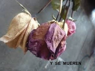 Y SE MUEREN
 