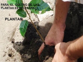 PARA EL CULTIVO DE LAS
PLANTAS ES NECESARIO:
PLANTAR
 