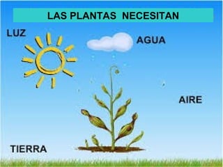 LAS PLANTAS NECESITAN
 