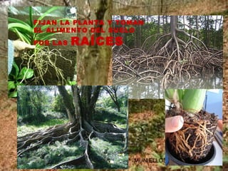 MUNIELLOS
FIJAN LA PLANTA Y TOMAN
EL ALIMENTO DEL SUELO
POR LAS RAÍCES
 