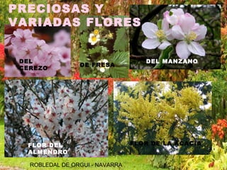 DEL
CEREZO
DE FRESA
DEL MANZANO
FLOR DEL
ALMENDRO
FLOR DE LA ACACIA
ROBLEDAL DE ORGUI - NAVARRA
PRECIOSAS Y
VARIADAS FLORES
 