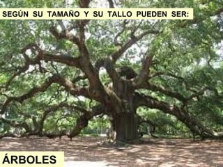 SEGÚN SU TAMAÑO Y SU TALLO PUEDEN SER:
ÁRBOLES
 