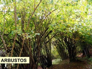 ARBUSTOS
 