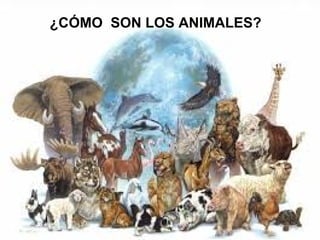 ¿CÓMO SON LOS ANIMALES?
 