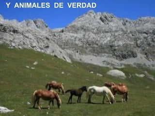Y ANIMALES DE VERDAD
 