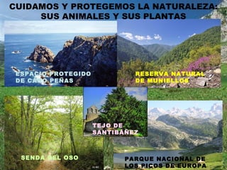 CUIDAMOS Y PROTEGEMOS LA NATURALEZA:
SUS ANIMALES Y SUS PLANTAS
ESPACIO PROTEGIDO
DE CABO PEÑAS
RESERVA NATURAL
DE MUNIELLOS
PARQUE NACIONAL DE
LOS PICOS DE EUROPA
SENDA DEL OSO
TEJO DE
SANTIBÁÑEZ
 
