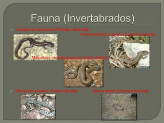 Rabilonga Parque natural baixa limia serra do xurés | PPTX