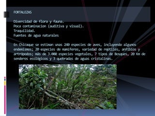 FORTALEZASDivercidad de flora y fauna. Poca contaminacion (auditiva y visual). Traquilidad. Fuentes de agua naturalesEn Chicaque se estiman unas 240 especies de aves, incluyendo algunos endemismos; 20 especies de mamíferos, variedad de reptiles, anfibios y artrópodos; más de 3.000 especies vegetales, 7 tipos de Bosques, 20 Km de senderos ecológicos y 3 quebradas de aguas cristalinas.