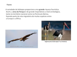 Fauna
A variedade de biótopos proporciona uma grande riqueza faunística.
Assim, a área do Parque é de grande importância a nível ornitológico,
tanto no território nacional como na Península Ibérica,
fazendo parte da rota migratória de muitas espécies entre
a Europa e a África.
Milhafre-realMilhafre-real Milvus milvusMilvus milvus (® Humberto Ramos)(® Humberto Ramos)
Cegonha-pretaCegonha-preta Ciconia nigraCiconia nigra (® Luís Venâncio)(® Luís Venâncio)
 