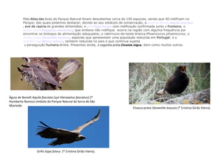 Pelo Atlas das Aves do Parque Natural foram descobertas cerca de 150 espécies, sendo que 40 nidificam no
Parque, das quais podemos destacar, devido ao seu estatuto de conservação, a águia de Bonelli Aquila fasciata
, ave de rapina de grandes dimensões; o grifo Gyps fulvus com nidificação confirmada junto à fronteira; o
abutre-preto Aegypius monachus, que embora não nidifique ocorre na região com alguma frequência por
encontrar os biótopos de alimentação adequados; o rabirruivo-de-testa-branca Phoenicurus phoenicurus; o
chasco-preto Oenanthe leucura, espécies que apresentam uma população reduzida em Portugal; e o
milhafre-real Milvus milvus, também reduzida no país e que continua sujeita
à perseguição humana direta. Presentes ainda, a cegonha-preta Ciconia nigra, bem como muitos outros.
Grifo Gyps fulvus (® Cristina Girão Vieira).
Chasco-preto Oenanthe leucura (® Cristina Girão Vieira).
Águia de Bonelli Aquila fasciata (syn Hieraaetus fasciatus) (®
Humberto Ramos) símbolo do Parque Natural da Serra de São
Mamede.
 