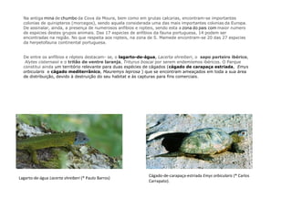 Na antiga mina de chumbo da Cova da Moura, bem como em grutas calcárias, encontram-se importantes
colónias de quirópteros (morcegos), sendo aquela considerada uma das mais importantes colónias da Europa.
De assinalar, ainda, a presença de numerosos anfíbios e répteis, sendo esta a zona do país com maior número
de espécies destes grupos animais. Das 17 espécies de anfíbios da fauna portuguesa, 14 podem ser
encontradas na região. No que respeita aos répteis, na zona de S. Mamede encontram-se 20 das 27 espécies
da herpetofauna continental portuguesa.
De entre os anfíbios e répteis destacam- se, o lagarto-de-água, Lacerta shreiberi, o sapo parteiro ibérico,
Alytes cisternasii e o tritão de ventre laranja, Triturus boscai por serem endemísmos ibéricos. O Parque
constitui ainda um território relevante para duas espécies de cágados (cágado de carapaça estriada, Emys
orbicularis e cágado mediterrânico, Mauremys leprosa ) que se encontram ameaçados em toda a sua área
de distribuição, devido à destruição do seu habitat e às capturas para fins comerciais.
Cágado-de-carapaça-estriada Emys orbicularis (® Carlos 
Carrapato).
Lagarto-de-água Lacerta shreiberi (® Paulo Barros) 
 