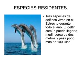 ESPECIES RESIDENTES.
● Tres especies de
delfines viven en el
Estrecho durante
todo el año. El delfín
común puede llegar a
medir cerca de dos
metros y pesa poco
mas de 100 kilos.
 