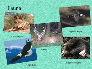 Fauna
Lobo-ibérico
Veado
Cegonha negra
Toupeira-de-água
Águia Real
 