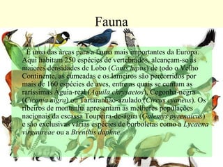 Fauna
É uma das áreas para a fauna mais importantes da Europa. 
Aqui habitam 250 espécies de vertebrados, alcançam-se as 
maiores densidades de Lobo (Canis lupus) de todo o Velho 
Continente, as cumeadas e os lameiros são percorridos por 
mais de 160 espécies de aves, entre as quais se contam as 
raríssimas Águia-real (Aquila chrysaetos), Cegonha-negra 
(Ciconia nigra) ou Tartaranhão-azulado (Circus cyaneus). Os 
ribeiros de montanha apresentam as melhores populações 
nacionais da escassa Toupeira-de-água (Galemys pyrenaicus) 
e são exclusivas várias espécies de borboletas como a Lycaena
virgaureae ou a Brenthis daphne. 
 
