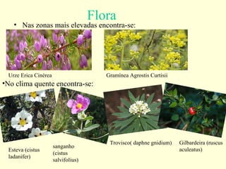 Flora
• Nas zonas mais elevadas encontra-se:
Urze Erica Cinérea Gramínea Agrostis Curtisii
•No clima quente encontra-se:
Esteva (cistus
ladanifer)
Gilbardeira (ruscus
aculeatus)
Trovisco( daphne gnidium)
sanganho
(cistus
salvifolius)
 