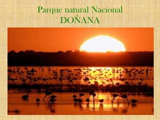 Parque natural NacionalDOÑANA 