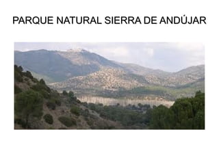 PARQUE NATURAL SIERRA DE ANDÚJAR

 