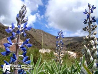 Fotos de flora y fauna
flora de este lado y fauna de este

 