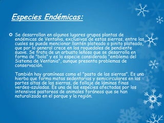 Especies Endémicas:
 Se desarrollan en algunos lugares grupos plantas de
endémicas de Ventania, exclusivas de estas sierras, entre las
cuales se puede mencionar llantén plateado o pinito plateado,
que por lo general crece en los roquedales de pendiente
suave. Se trata de un arbusto leñoso que se desarrolla en
forma de "bola" y es la especie considerada "emblema del
Sistema de Ventania", aunque presenta problemas de
conservación.
También hay gramíneas como el "pasto de las sierras". Es una
hierba que forma matas sedentarias y semicirculares en las
partes altas de las sierras, de follaje de láminas finas
verdes-azuladas. Es una de las especies afectadas por los
intensivos pastoreos de animales foráneos que se han
naturalizado en el parque y la región.

 