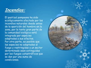 Incendios:
El pastizal pampeano ha sido
ecológicamente afectado por los
incendios naturales desde antes
de la aparición del hombre en la
zona, por lo tanto gran parte de
la comunidad biológica está
integrada por especies
adaptadas a sus efectos.
Por otra parte, es posible que
las especies no adaptadas al
fuego y restringidas a un sector
determinado sean extinguidas
por los fuegos catastróficos que
se dan por una suma de
condiciones.

 