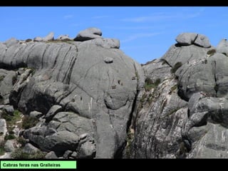 Cabras feras nas Gralleiras
 