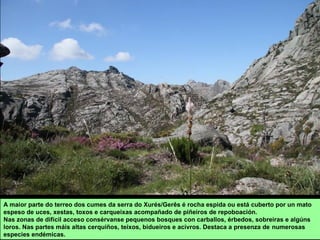 A maior parte do terreo dos cumes da serra do Xurés/Gerês é rocha espida ou está cuberto por un mato
espeso de uces, xestas, toxos e carqueixas acompañado de piñeiros de repoboación.
Nas zonas de difícil acceso consérvanse pequenos bosques con carballos, érbedos, sobreiras e algúns
loros. Nas partes máis altas cerquiños, teixos, bidueiros e acivros. Destaca a presenza de numerosas
especies endémicas.
 