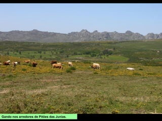 Gando nos arredores de Pitões das Junias.
 
