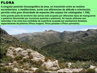 FLORA
A singular posición bioxeográfica da área, en transición entre as rexións
eurosiberiana e mediterránea, xunto cos diferencias de altitude e orientación,
permite unha gran divesidade de especies (No espazo hai catalogadas 1.100).
Unha grande parte do territorio das serras está ocupado por diferentes tipos de matogueiras
e pasteiros (favorecido por sucesivas queimas e pastoreo). As masas arbóreas son
reducidas e hai unha boa cantidade de superficie ocupada por plantacións forestais,
especialmente de piñeiros (Pinus insignis, Pinus pinaster e Pinus sylvestris).
 