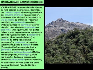 -CARBALLEIRA: bosque mixto de árbores
de folla caediza e persistente. Dominada
por carvalho negral (Quercus pyrenaica) e
por carvalho-alvarinho (Quercus robur).
Nas zonas máis altas vai acompañado da
uva do monte ou arandeira (Vaccinum
myrtillus), o medronheiro ou érbedo
(Arbutus unedo) e o azevinho ou acivro
(tamén coñecido como azevinheiro ou
pica folha) (Ilex aquifolium). Nas partes
baixas e máis expostas ao sol aparecen a
sobreira (Quercus suber), o padreiro ou
pradairo (Acer pseudoplatanus), o
pilriteiro ou estripo (Crataegus
monogyna), a tramaceira ou capudre
(Sorbus aucuparia), o azereiro ou loro
(Prunus lusitanica ssp.lusitanica), a
gilbardeira ou xilbarbeira (Ruscus
aculeatus), a betónica-bastarda (Melittis
melissophyllum), o martagão (Lilium
martagon)… Destaca a presenza da
orquídea satirião macho (Orchis mascula).
As carballeiras ocupan parte dos vales
dos rios Ramiscal, Peneda, Gerês e
Beredo.
HÁBITATS MÁIS CARACTERÍSTICOS:
 