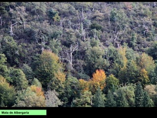 Mata de Albergaría
 