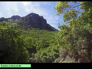 Érbedos na Bouá da Mó.
 