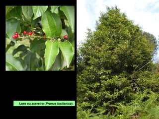 Loro ou acereiro (Prunus lusitanica).
 