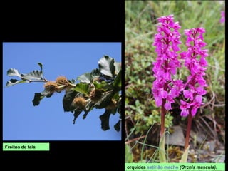 Froitos de faia
orquídea satirião macho (Orchis mascula).
 