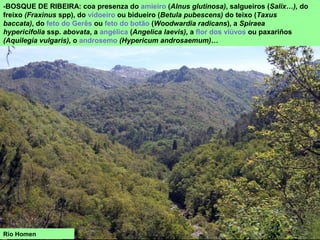 -BOSQUE DE RIBEIRA: coa presenza do amieiro (Alnus glutinosa), salgueiros (Salix…), do
freixo (Fraxinus spp), do vidoeiro ou bidueiro (Betula pubescens) do teixo (Taxus
baccata), do feto do Gerês ou feto do botão (Woodwardia radicans), a Spiraea
hypericifolia ssp. abovata, a angélica (Angelica laevis), a flor dos viúvos ou paxariños
(Aquilegia vulgaris), o androsemo (Hypericum androsaemum)…
Río Homen
 