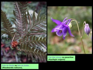 Feto do Gerês ou feto do botão
(Woodwardia radicans),
Flor dos viúvos ou paxariños
(Aquilegia vulgaris)
 