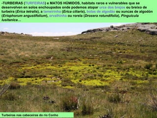 -TURBEIRAS (TURFEIRAS) e MATOS HÚMIDOS, habitats raros e vulnerables que se
desenvolven en solos enchoupados onde podemos atopar urce dos brejos ou breixo de
turbeira (Erica tetralis), a lameirinha (Erica ciliaris), bolas de algodão ou xuncas de algodón
(Eriophorum angustifolium), orvalhinha ou rorela (Drosera rotundifolia), Pinguicula
lusitanica…
Turbeiras nas cabeceiras do río Conho
 