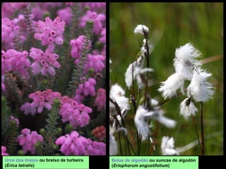 Urce dos brejos ou breixo de turbeira
(Erica tetralis)
Bolas de algodão ou xuncas de algodón
(Eriophorum angustifolium)
 
