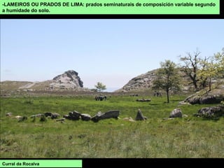 -LAMEIROS OU PRADOS DE LIMA: prados seminaturais de composición variable segundo
a humidade do solo.
Curral da Rocalva
 