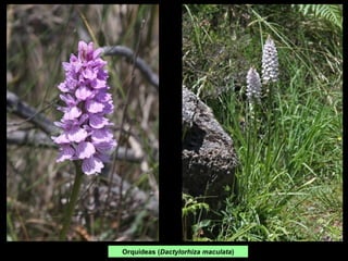 Orquídeas (Dactylorhiza maculata)
 