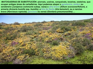 -MATOGUEIRAS DE SUBSTITUCIÓN: piornais, uceiras, carqueixais, toxeiras, xesteiras, que
ocupan antigas áreas de carballeiras. Aquí podemos atopar o genebreiro, zimbro ou
xenebreiro (Juniperus communis subsp. nana) o alho bravo (Allium scorzonerifolium), a
armeria (Armeria humilis ssp. humilis), o lírio do Gerês (Iris boissieri), ou o narciso
bravo (Narcissus rupicola), genciana ou xensá (Gentiana pneumonanthe)….
 