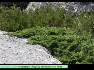 Genebreiro, zimbro ou xenebreiro (Juniperus communis subsp. nana)
 