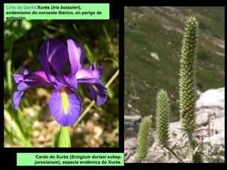 Lírio do Gerês/Xurés (Iris boissieri),
endemismo do noroeste Ibérico, en perigo de
extinción.
Cardo do Xurés (Eringium duriaei subsp.
juresianum), especie endémica do Xurés.
 