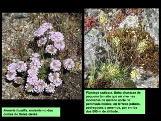 Armeria humilis, endemismo dos
cumes do Xerés-Gerês.
Plantago radicata. Unha chantaxe de
pequeno tamaño que só vive nas
montañas da metade norte da
península Ibérica, en terreos pobres,
pedregosos e areentos, por enriba
dos 800 m de altitude.
 