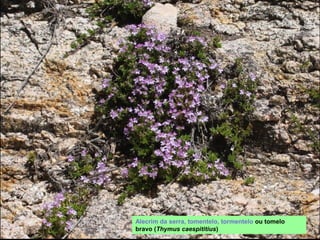 Alecrim da serra, tomentelo, tormentelo ou tomelo
bravo (Thymus caespititius)
 