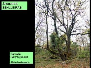 ÁRBORES
SENLLEIRAS
Carballo
(Quercus robur)
-Mata da Albergaría.
 