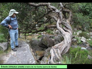 Érbedo (Arbutus unedo) á beira do río Conho (serra do Gerês)
 